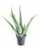 Aloe