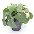 Pilea