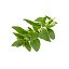 Oregano