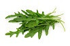 Rukola