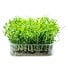 Microgreens – klíčení