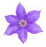 Clematis