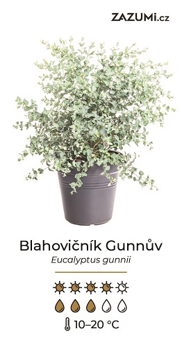 Návod na pěstování blahovičníku Gunnuova Eucalyptsu gunnii