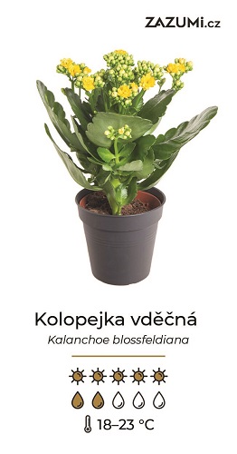 Návod na pěstování kolopejky Kalanchoe