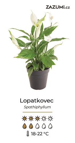 Návod na pěstování lopatkovou Spathiphyllum
