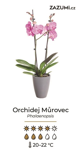 Návod na pěstování orchideje Phalaenopsis