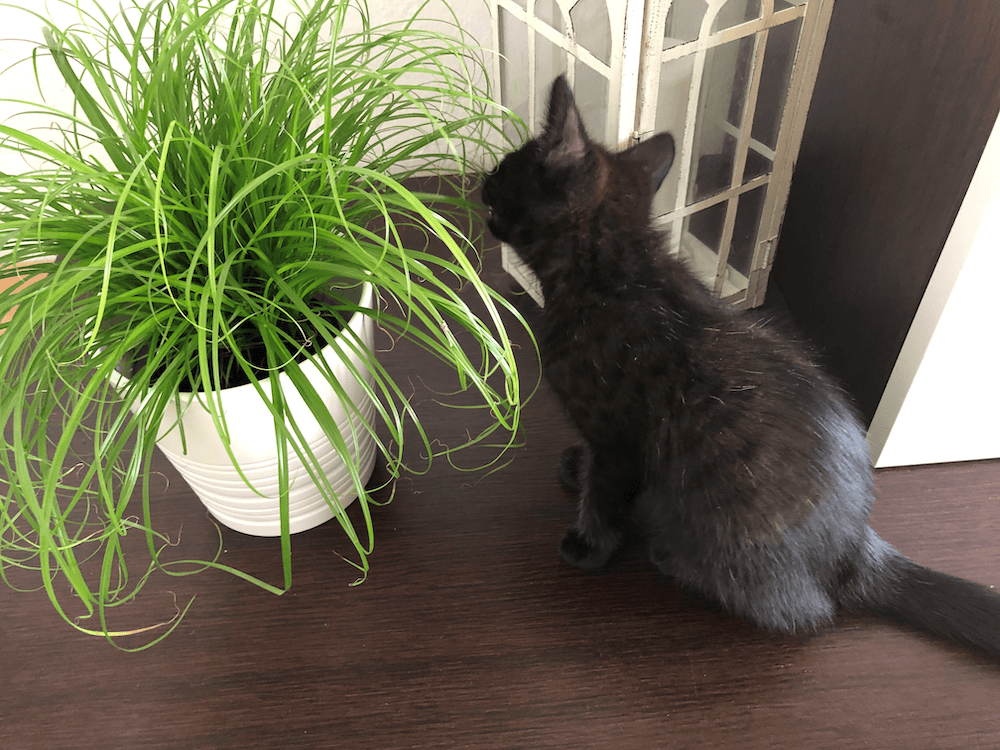 Doručení kočičí trávy v stoprocentním stavu