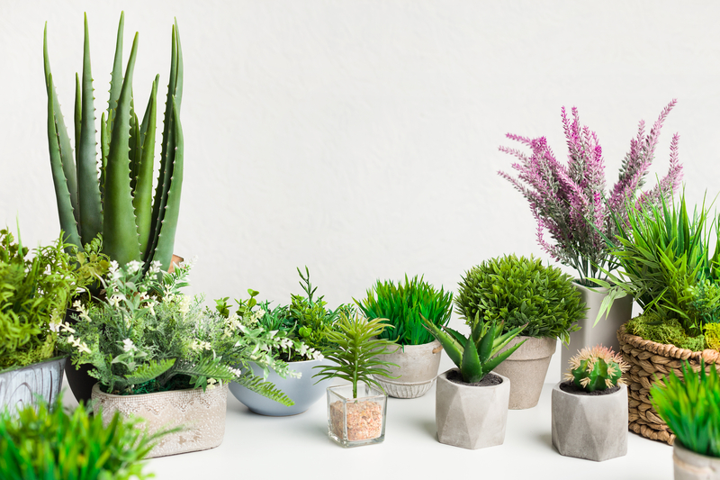 Aloe, kaktusy a zelené pokojovky