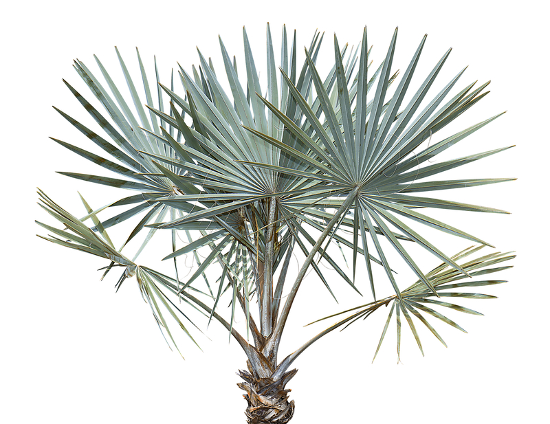 U zdravé palmy je zasychání spodních listů palmy je běžné a v pořádku