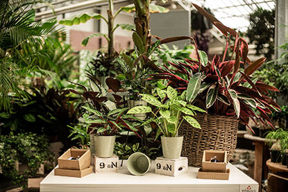 Pokojové rostliny v zahradnickém centru Ferenčík, který představuje zázemí pro e-shop ZAZUMi