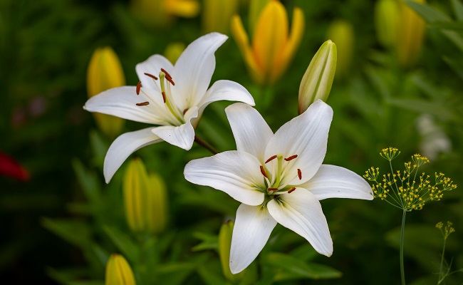 kvetoucí bílá lile