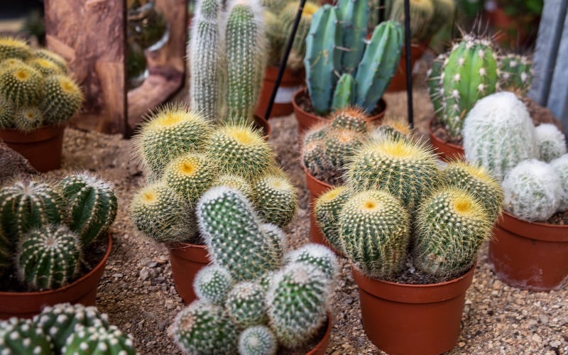 Pokojové rostliny na přímé slunce – ideální jsou kaktusy a sukulenty