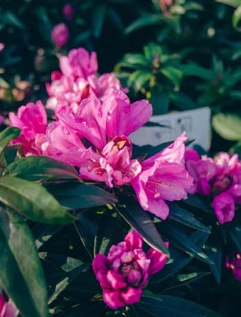 Azalka japonská, Azalea japonica, s růžovými květy