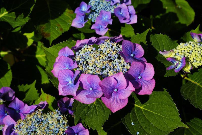 Hortenzie latnatá, Hydrangea paniculata, s fialovou barvou květu