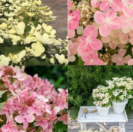 Hortenzie latnatá, Hydrangea paniculata Switch, kompaktní hortenzie s výškou do 1 metru