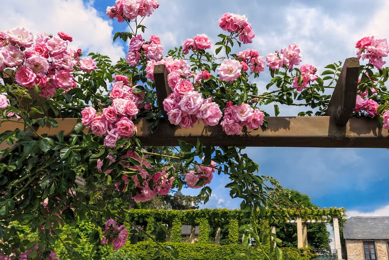 Růžové pnoucí růže propletené okolo terasy