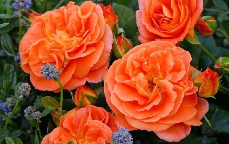 Oranžové mnohokvěté růže vysázené v zahradě