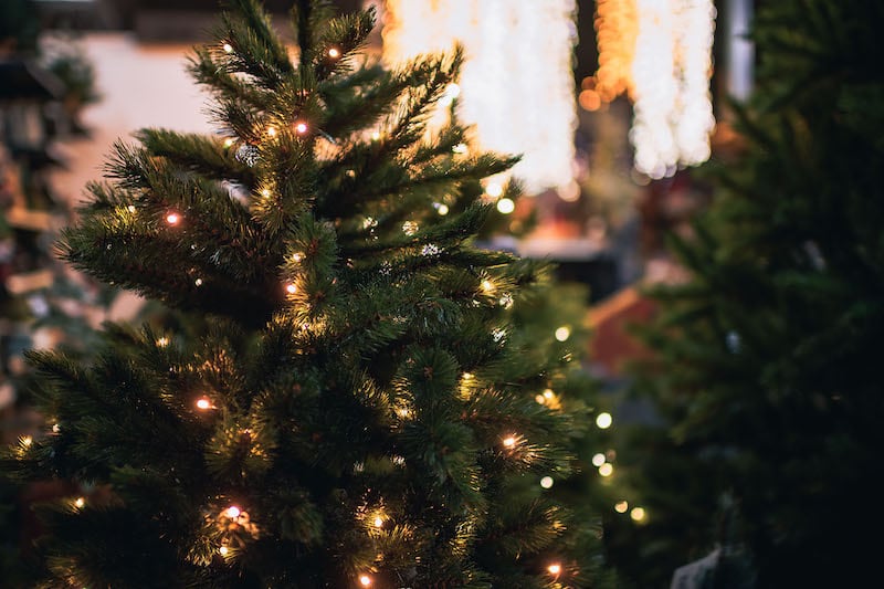 Vánoční stromky – živé, umělé i v kontejneru