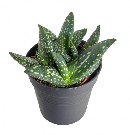 Aloe, Aloe paradisicum Jurassic Dino, průměr květináče 10.5 cm-23423