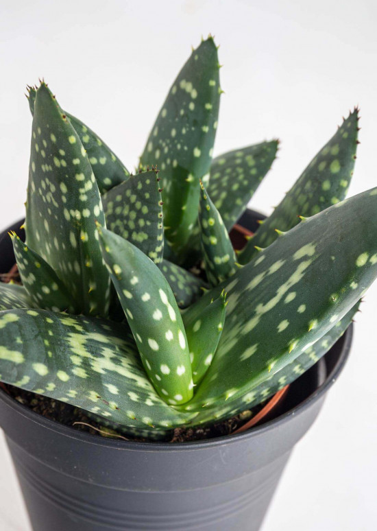 Aloe, Aloe paradisicum Jurassic Dino, průměr květináče 10.5 cm-23424