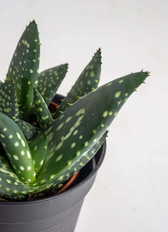 Aloe, Aloe paradisicum Jurassic Dino, průměr květináče 10.5 cm-23425