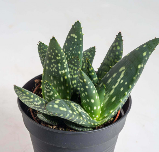 Aloe, Aloe paradisicum Jurassic Dino, průměr květináče 10.5 cm-23426