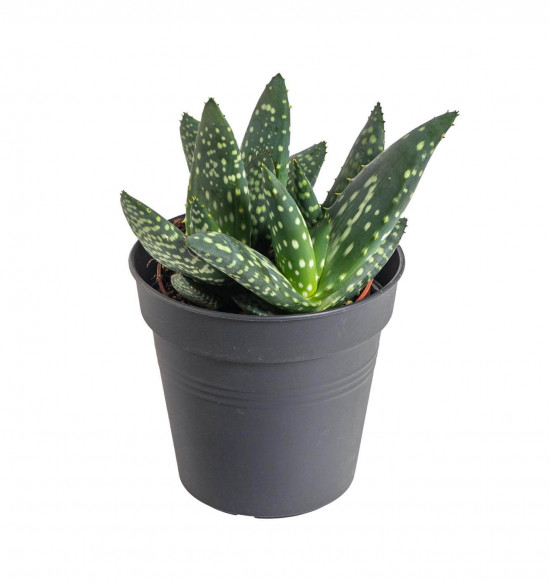 Aloe, Aloe paradisicum Jurassic Dino, průměr květináče 10.5 cm-23427