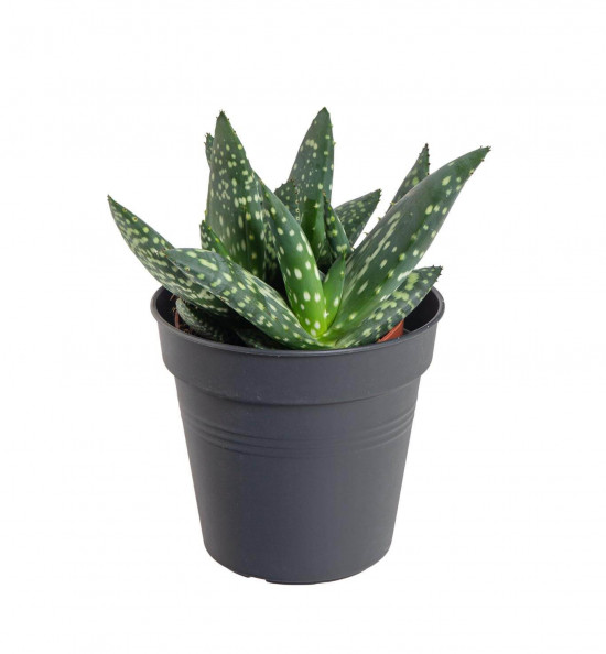 Aloe, Aloe paradisicum Jurassic Dino, průměr květináče 10.5 cm