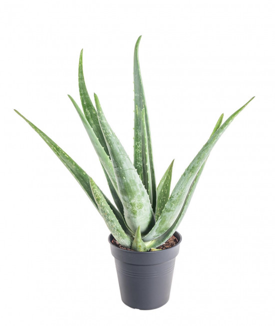 Aloe pravá, Aloe Vera, průměr květináče 12- 13 cm