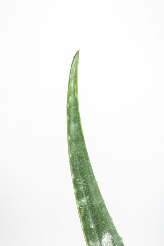 Aloe pravá, Aloe Vera, průměr květináče 12- 13 cm-11007