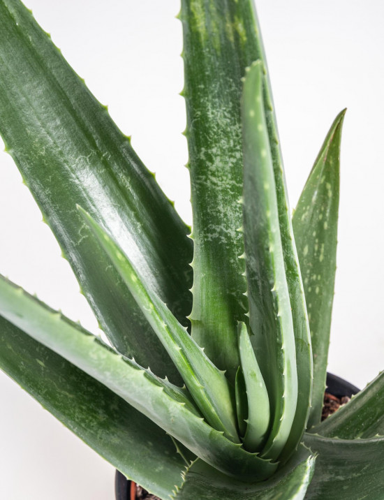 Aloe pravá, Aloe Vera, průměr květináče 12- 13 cm-11008