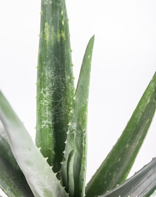 Aloe pravá, Aloe Vera, průměr květináče 12- 13 cm-11009