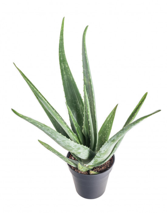 Aloe pravá, Aloe Vera, průměr květináče 12- 13 cm-11010