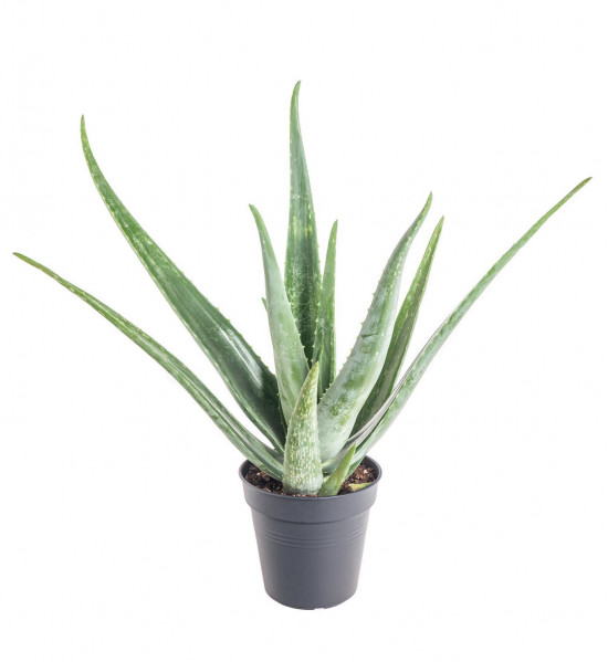 Aloe pravá, Aloe Vera, průměr květináče 12- 13 cm-11011