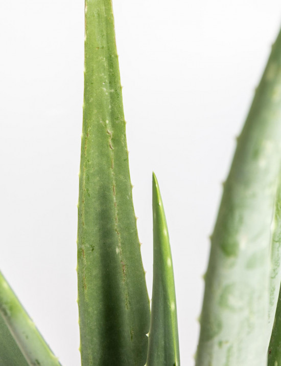Aloe pravá, Aloe Vera, průměr květináče 16 - 17 cm-9308