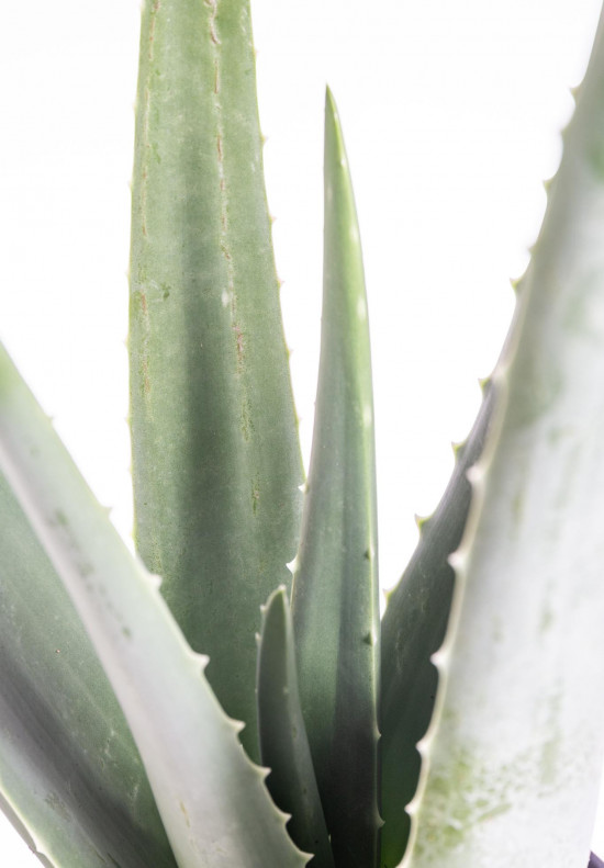Aloe pravá, Aloe Vera, průměr květináče 16 - 17 cm-9309