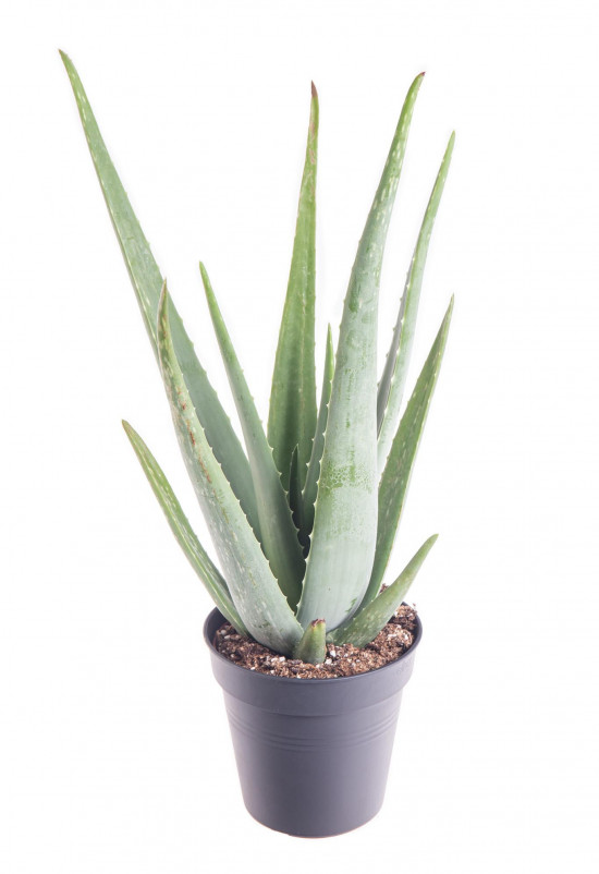 Aloe pravá, Aloe Vera, průměr květináče 16 - 17 cm-9310