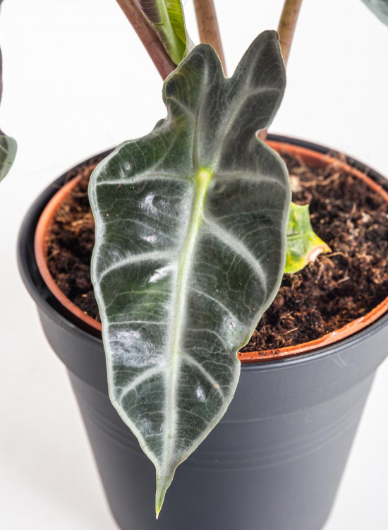 Alokázie, Alocasia polly, průměr květináče 12 cm-10461