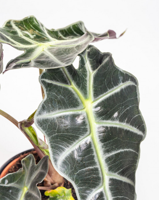 Alokázie, Alocasia polly, průměr květináče 12 cm-10462