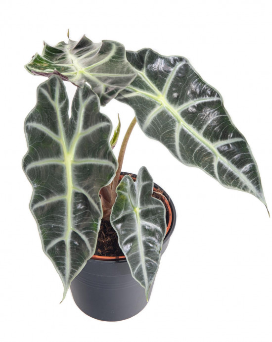 Alokázie, Alocasia polly, průměr květináče 12 cm-10463
