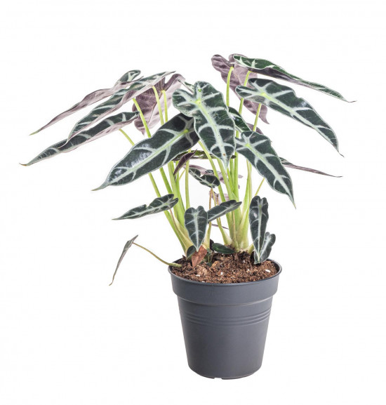 Alokázie, Alocasia polly, vícekmenná, průměr květináče 14 cm-15159