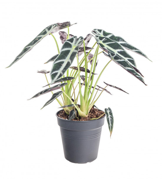 Alokázie, Alocasia polly, vícekmenná, průměr květináče 14 cm