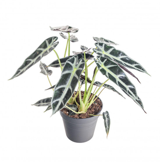 Alokázie, Alocasia polly, vícekmenná, průměr květináče 14 cm-15161