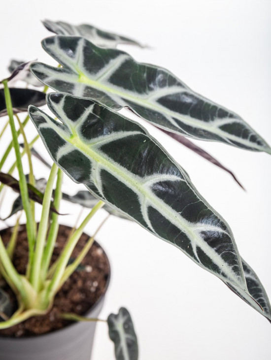 Alokázie, Alocasia polly, vícekmenná, průměr květináče 14 cm-15162