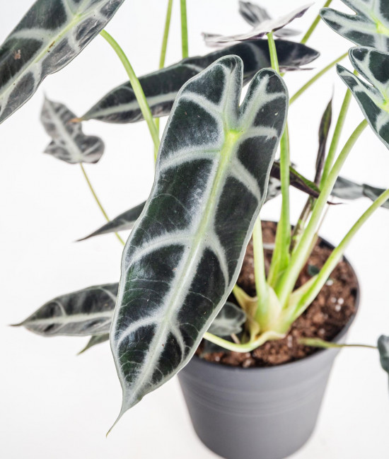 Alokázie, Alocasia polly, vícekmenná, průměr květináče 14 cm-15163