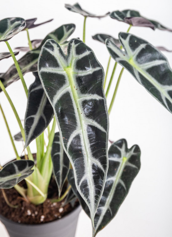Alokázie, Alocasia polly, vícekmenná, průměr květináče 14 cm-15164