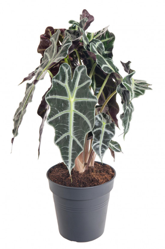 Alokázie, Alocasia polly, vícekmenná, průměr květináče 17 cm