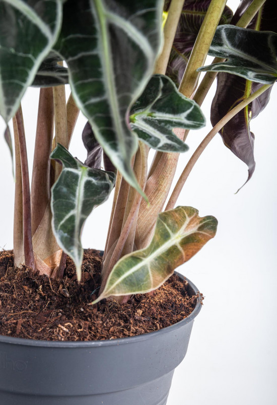 Alokázie, Alocasia polly, vícekmenná, průměr květináče 17 cm-10468