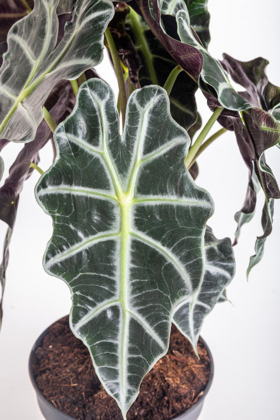 Alokázie, Alocasia polly, vícekmenná, průměr květináče 17 cm-10470