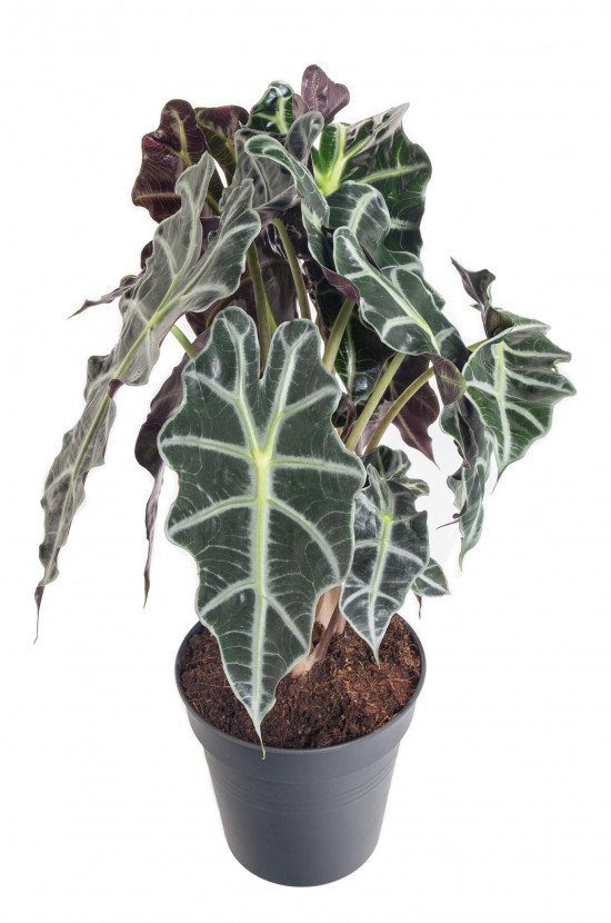 Alokázie, Alocasia polly, vícekmenná, průměr květináče 17 cm-10471